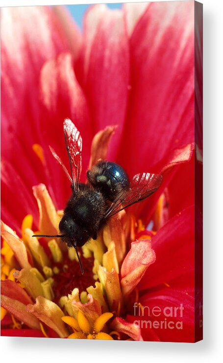 Blue Orchard Bee Acrylic Print featuring the photograph Blue Orchard Bee by Scott Bauer