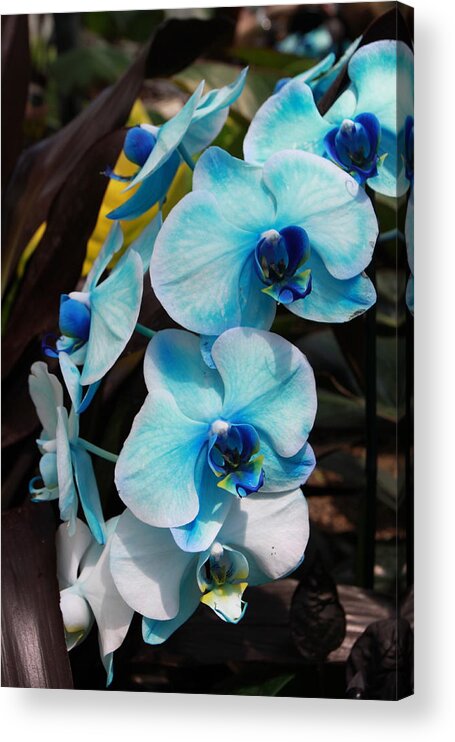 Blue Acrylic Print featuring the photograph Blue Orchid by Kate Purdy