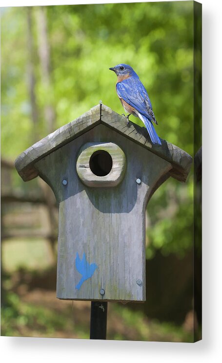 Bird Acrylic Print featuring the photograph Bluebird Sentinel by Gregory Scott