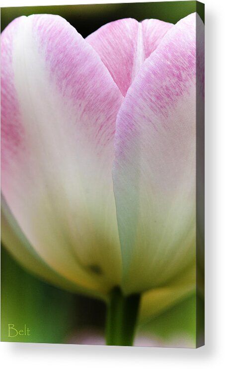 Pink Tulip Acrylic Print featuring the photograph Blushing in Petals by Christine Belt
