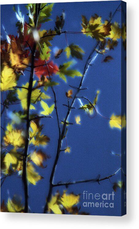Reflection Acrylic Print featuring the photograph Branch Reflection by Janeen Wassink Searles