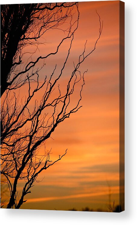 Sunset Acrylic Print featuring the photograph Branches Meandering Through the Sunset by Mary McAvoy