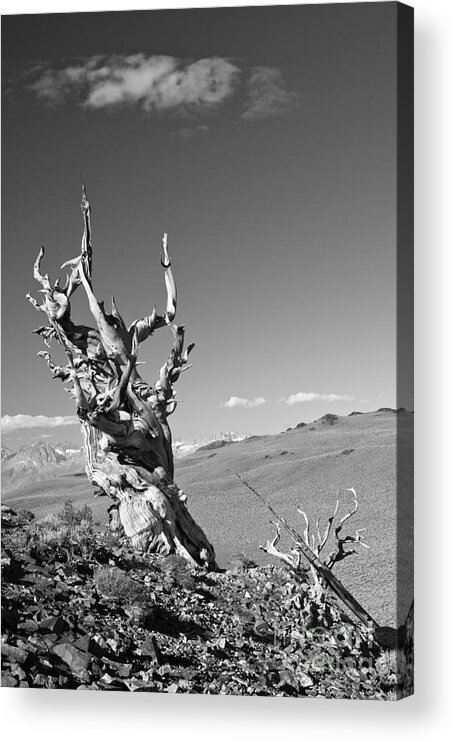 Pinus Longaeva Acrylic Print featuring the photograph Bristlecone Pine and cloud by Olivier Steiner