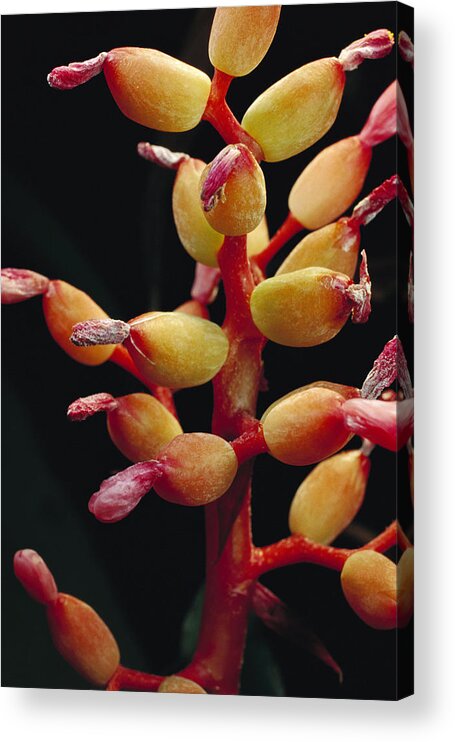 00750654 Acrylic Print featuring the photograph Bromeliad Detail Brazil by Mark Moffett