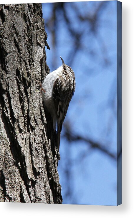 Brown Creeper Acrylic Print featuring the photograph Brown Creeper by Doris Potter