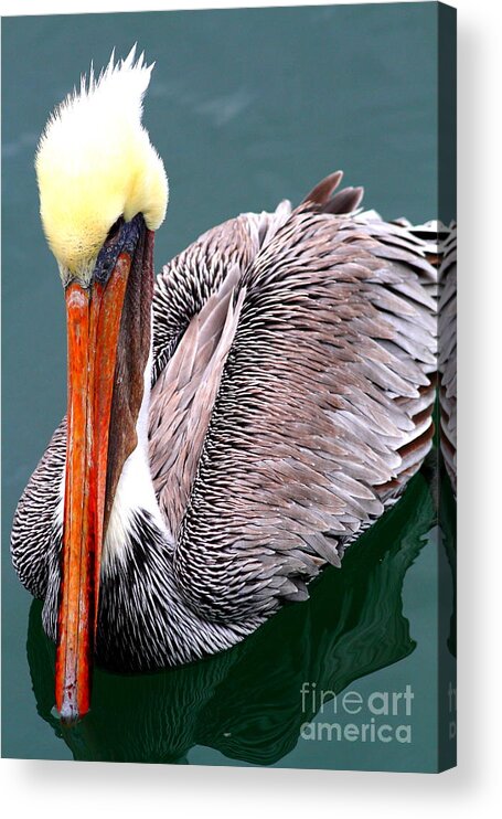 Animal Acrylic Print featuring the photograph Brown Pelican . 7D8287 by Wingsdomain Art and Photography