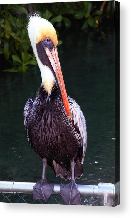 Brown Pelican Acrylic Print featuring the photograph Brown Pelican Islamorada by Maureen E Ritter