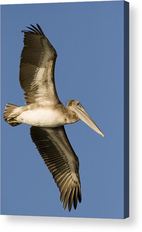 00429755 Acrylic Print featuring the photograph Brown Pelican Juvenile Flying Santa by Sebastian Kennerknecht