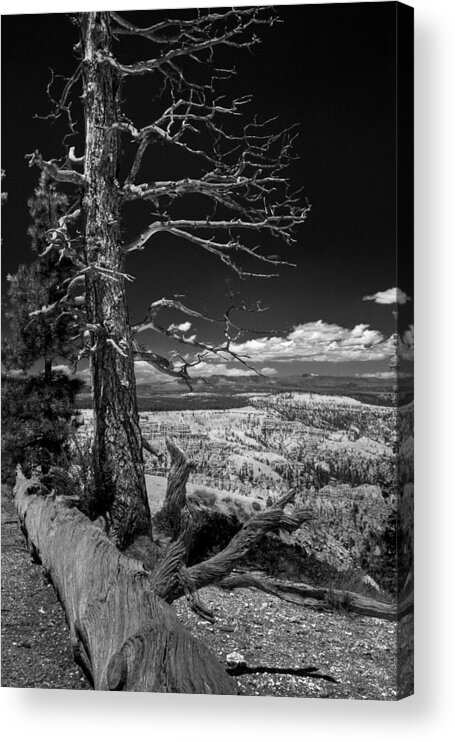 B/w Acrylic Print featuring the photograph Bryce Canyon - Dead Tree black and white by Larry Carr