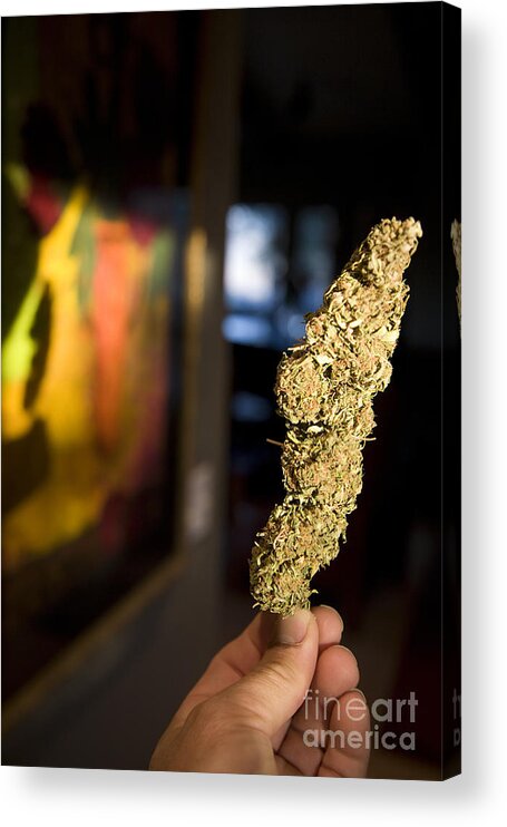 Bud Acrylic Print featuring the photograph Bud by David Rusch