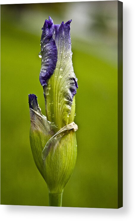 Bud Acrylic Print featuring the photograph Budding Iris by Trudy Wilkerson
