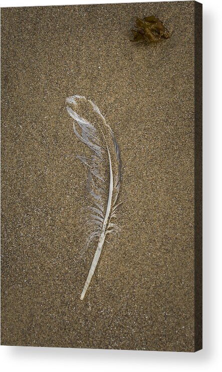 Coast Acrylic Print featuring the photograph Buried Feather by Jean Noren