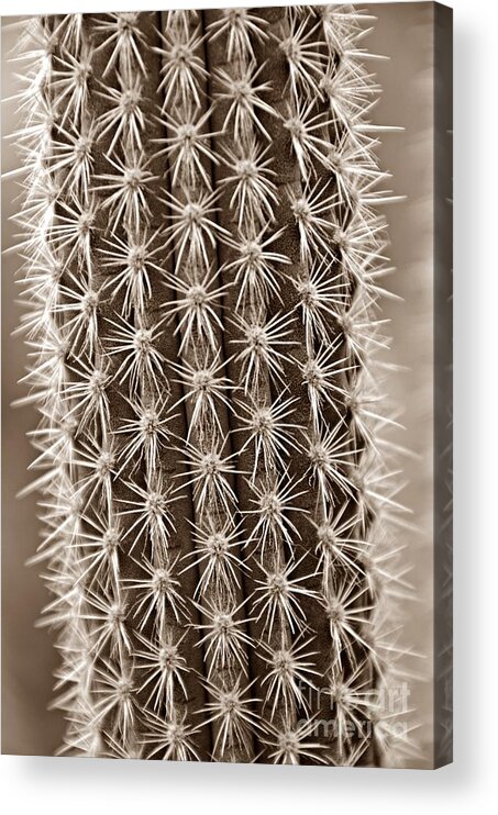 Cactus Acrylic Print featuring the photograph Cactus 19 Sepia by Cassie Marie Photography