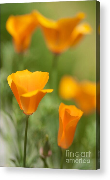 California Poppies Acrylic Print featuring the photograph Cal Poppies by Brooke Roby