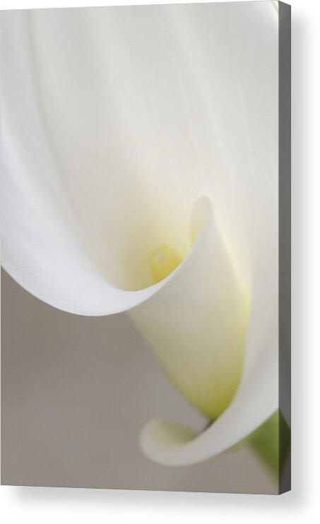 Carolyn Dalessandro Acrylic Print featuring the photograph Calla lily side by Carolyn D'Alessandro