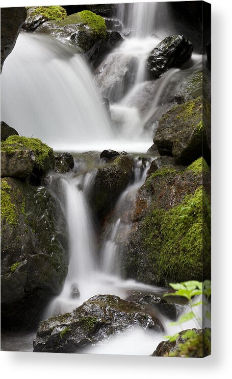 Mp Acrylic Print featuring the photograph Cascading Creek In Temperate Rainforest by Matthias Breiter