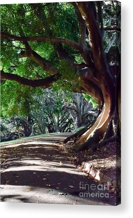 Trees Acrylic Print featuring the photograph Central Auckland New Zealand. by Yurix Sardinelly