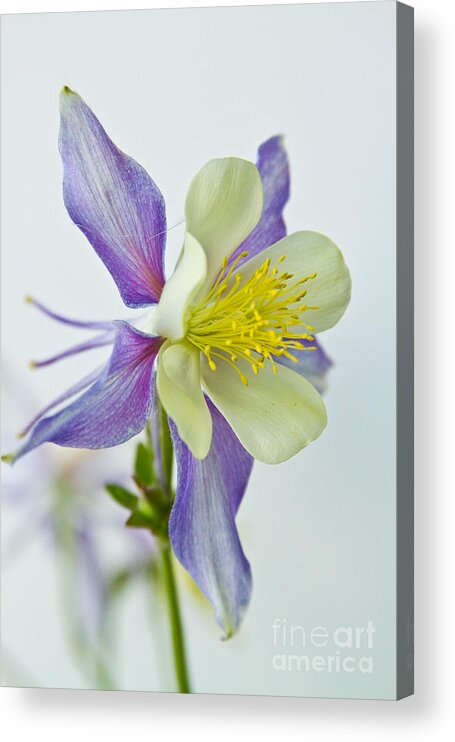 'colorado State Flower' Acrylic Print featuring the photograph Colorado Rocky Mountain Columbine by James BO Insogna
