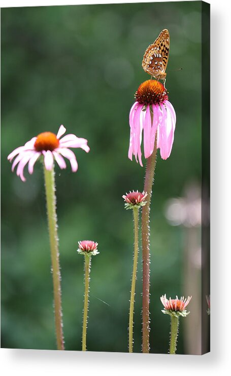 Butterfly Acrylic Print featuring the photograph Coneflowers And Butterfly by Daniel Reed