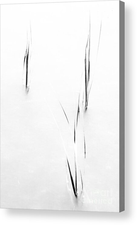 Cord Grass Acrylic Print featuring the photograph Cord Grass by David Waldrop