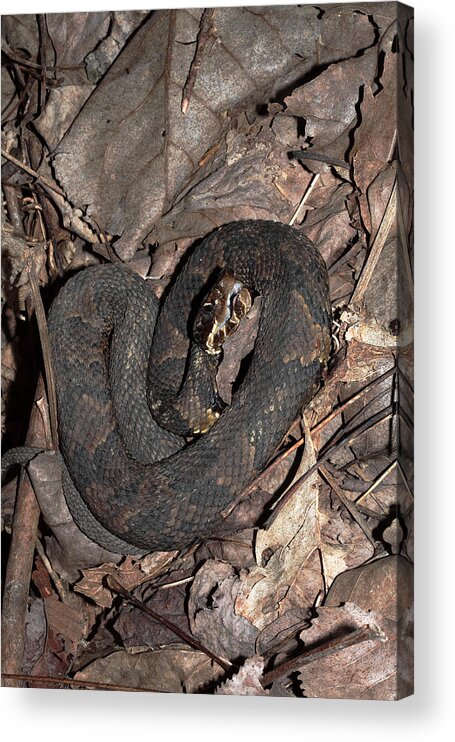 Agkistrodon Piscivorus Acrylic Print featuring the photograph Cottonmouth by Daniel Reed