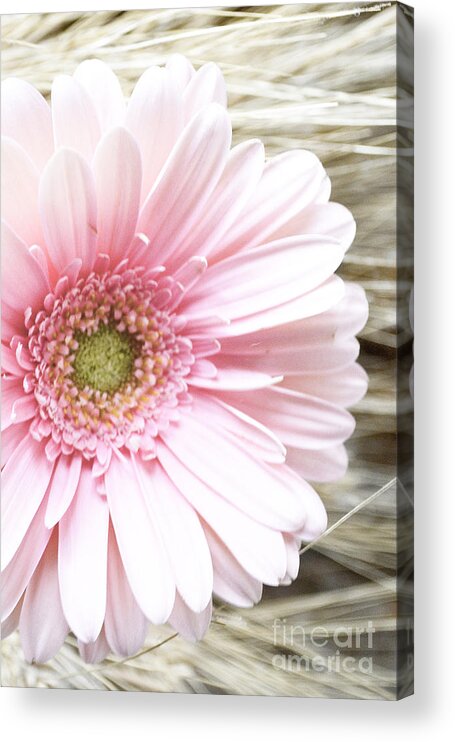 Gerber Daisy Acrylic Print featuring the photograph Country Pink by Traci Cottingham