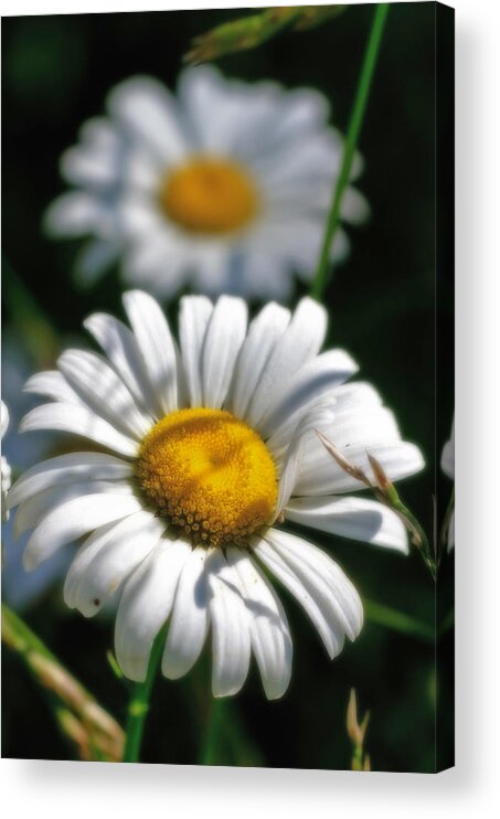 Macro Acrylic Print featuring the photograph Daisies Aglow by Lori Coleman