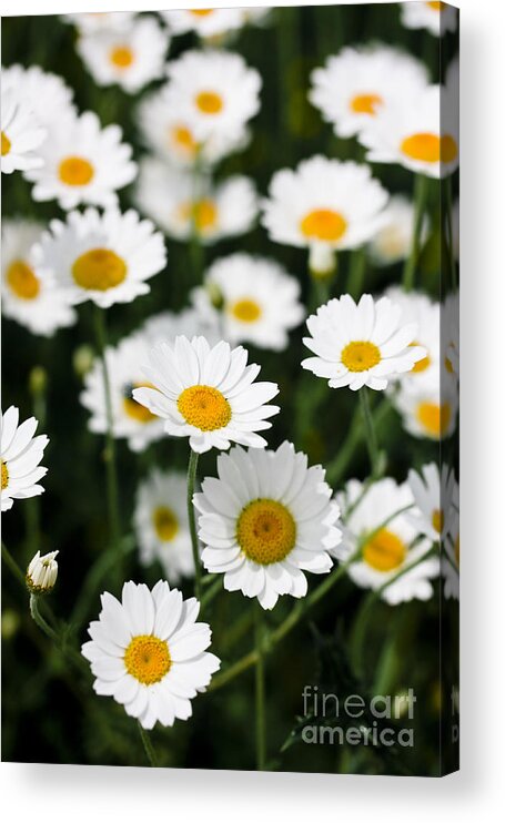 Daisy Acrylic Print featuring the photograph Daisies in a field by Simon Bratt
