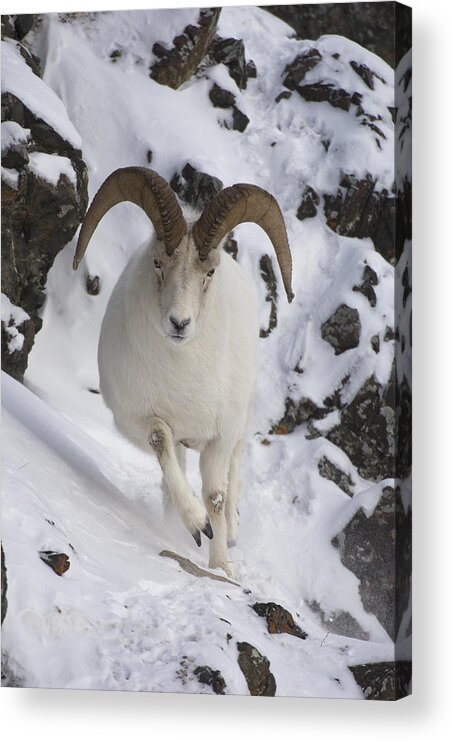 Mp Acrylic Print featuring the photograph Dall Sheep Ovis Dalli Ram, Yukon by Michael Quinton