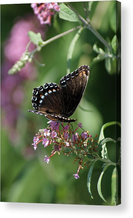 Butterfly Acrylic Print featuring the photograph Dancing Colors by Margie Avellino