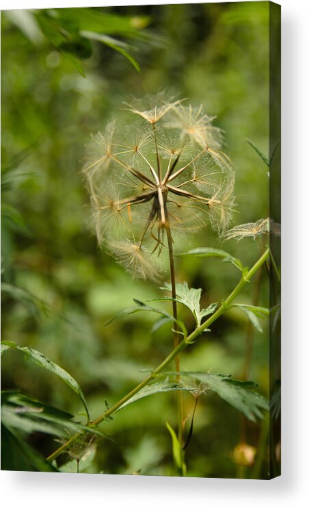 Blowball Acrylic Print featuring the photograph Dandelion by Michael Goyberg