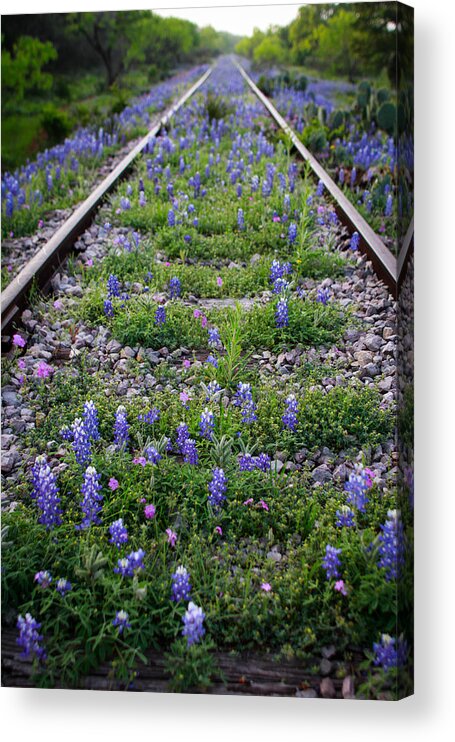 Bluebonnets Acrylic Print featuring the photograph Days Gone By by Chris Multop