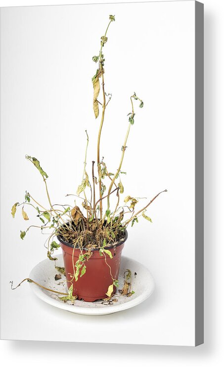 Plant Acrylic Print featuring the photograph Dead dried-up plant by Matthias Hauser