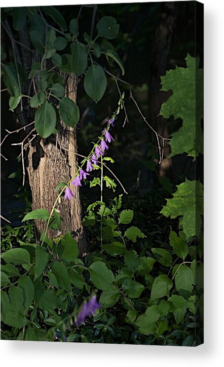 Flower Acrylic Print featuring the photograph Deep by Joseph Yarbrough