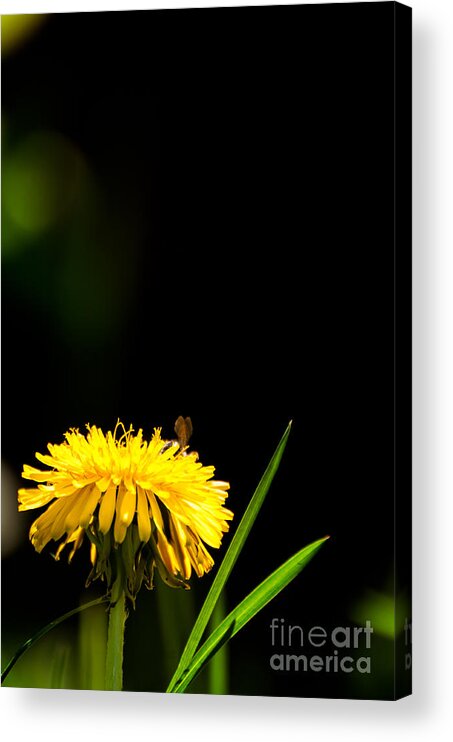 Flower Bee Acrylic Print featuring the photograph Departure by Venura Herath