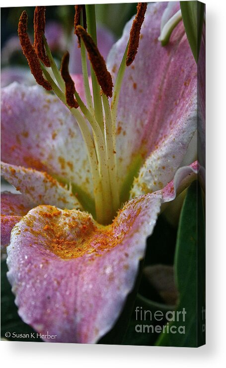 Plant Acrylic Print featuring the photograph Dewey Daylily by Susan Herber