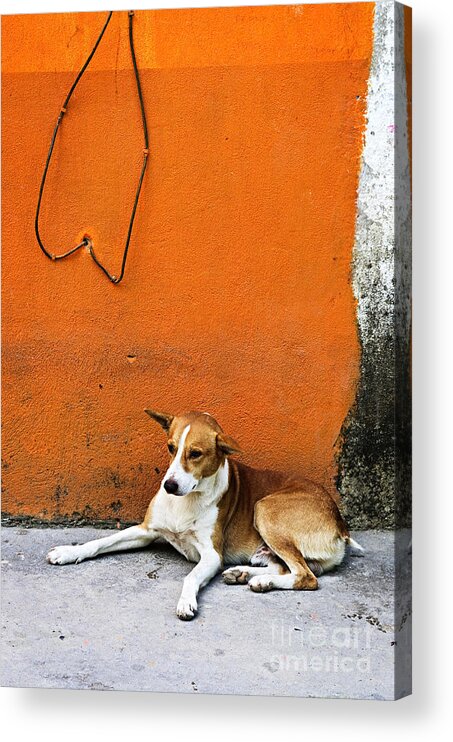 Dog Acrylic Print featuring the photograph Dog near colorful wall in Mexican village by Elena Elisseeva