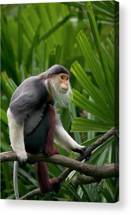 Mp Acrylic Print featuring the photograph Douc Langur Pygathrix Nemaeus Male by Cyril Ruoso