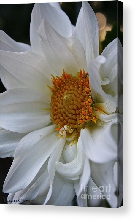 Outdoors Acrylic Print featuring the photograph Dreamy Dahlia by Susan Herber