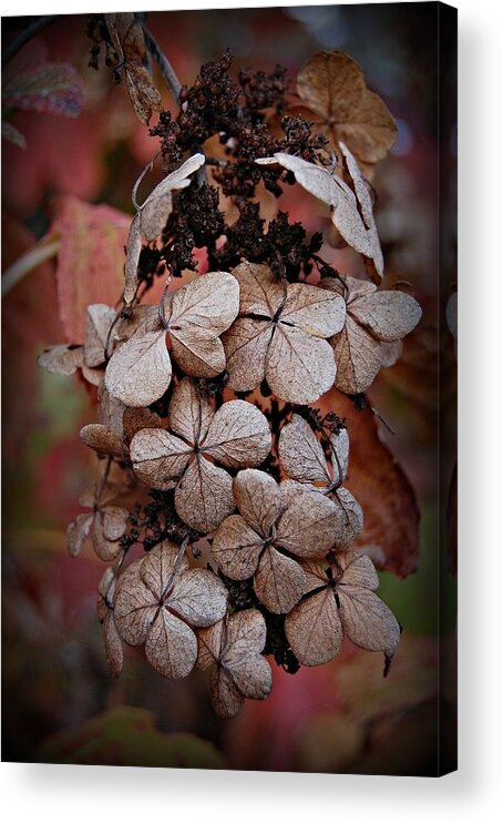 Flower Acrylic Print featuring the photograph Dry Bloom by Beverly Hammond