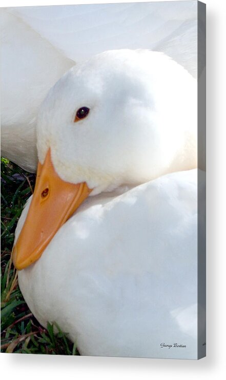 Birds Acrylic Print featuring the photograph Ducks 002 Tribble Mill by George Bostian