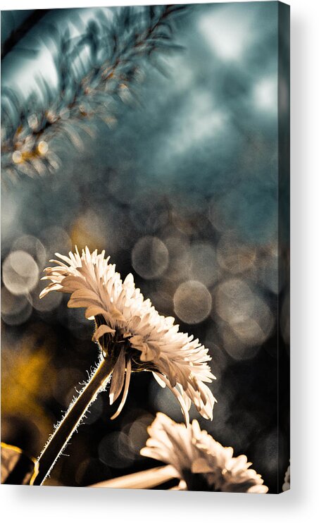 Dahlia Acrylic Print featuring the photograph Eagles Need Help by Trish Tritz