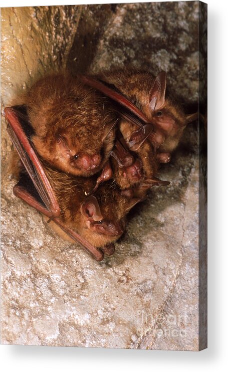 Animal Acrylic Print featuring the photograph Eastern Pipistrelle Bats by Dante Fenolio