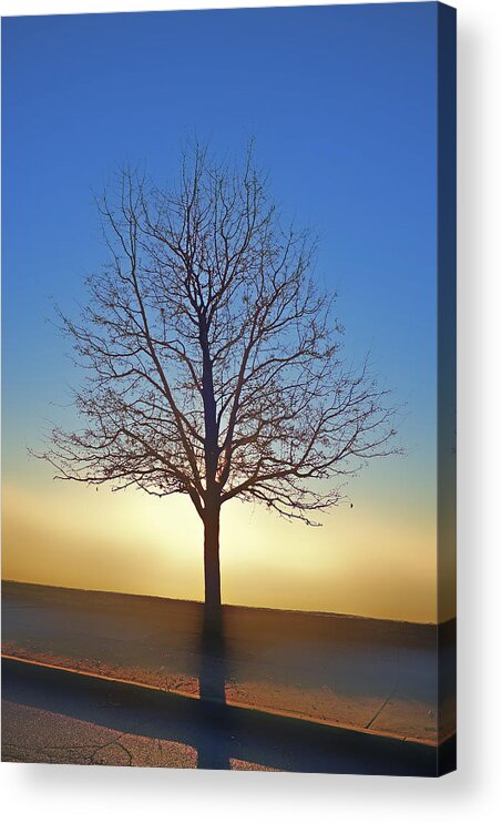 Blue Acrylic Print featuring the photograph Eden Tree by Rick Hartigan