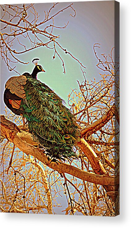 Peacock Acrylic Print featuring the photograph Elegance by Diane montana Jansson
