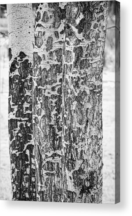 Elk Acrylic Print featuring the photograph Elk Gnawed Horning Aspen Trees BW Fine Art Print by James BO Insogna