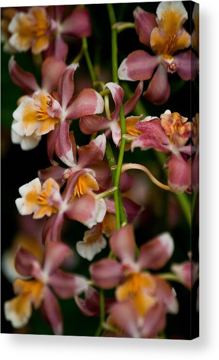Flower Acrylic Print featuring the photograph Emma's Orchid by Trish Tritz
