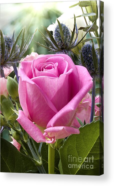 Flower Acrylic Print featuring the photograph English pink rose close up by Simon Bratt