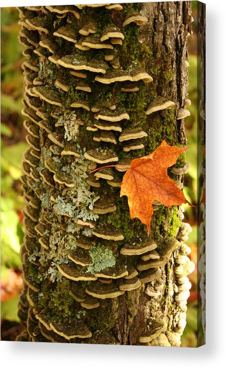  Acrylic Print featuring the photograph Fall by Joi Electa