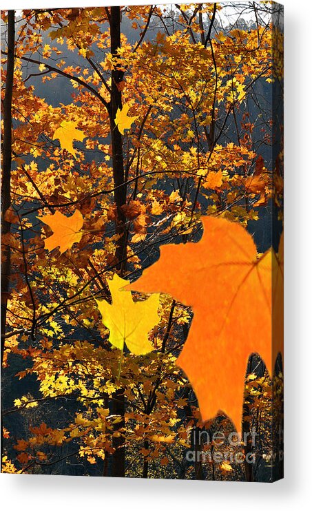 Fall Acrylic Print featuring the photograph Fall leaf falling by Dan Friend